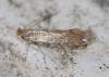 Phyllonorycter sp.